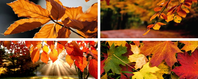autunno_bannerWeb